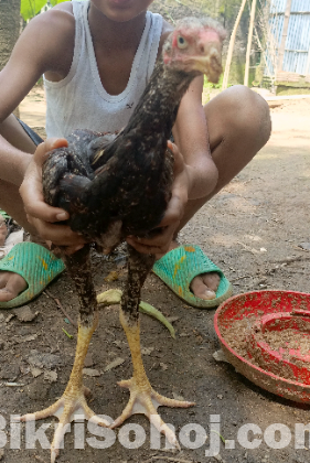 ফাইটার মোরগ
